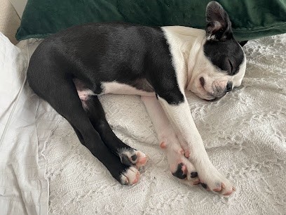 élevage de Boston Terrier Boston Attitude, Eleveur de Chiens à Mondion