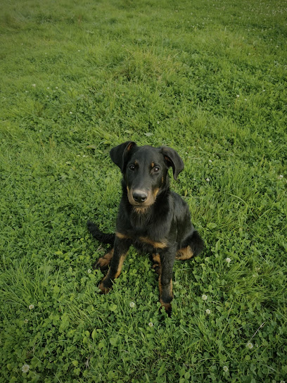 Elevage Canin La Roche Des Féées Éleveur De Chiens à Fraize