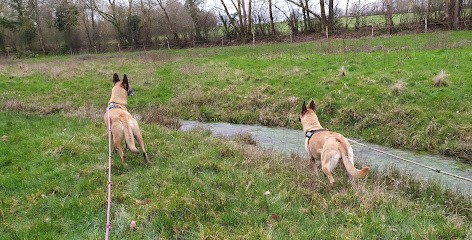 nDogs Center, Pension pour Chiens à Oizon