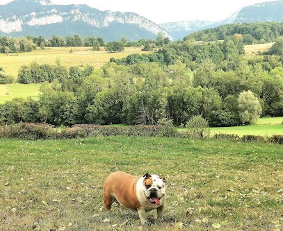 Du Royaume Des Sept Couronnes : Élevage De Chiens Chiots Bulldog Anglais LOF En Isère, Auvergne-Rhône-Alpes En France, Eleveur de Chiens à Miribel-les-Échelles