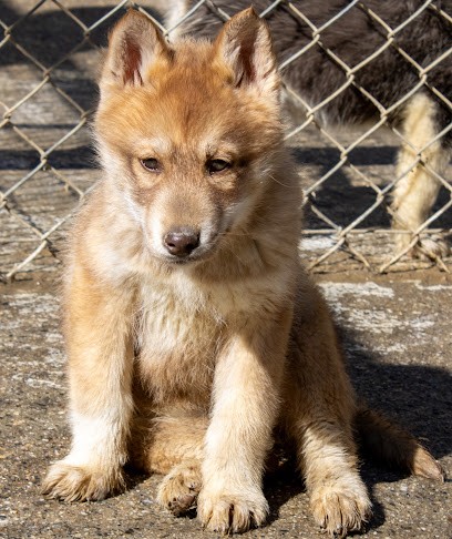 Elevage husky et berger australien du Domaine des ptits loups givrés, Eleveur de Chiens à Rieux-de-Pelleport