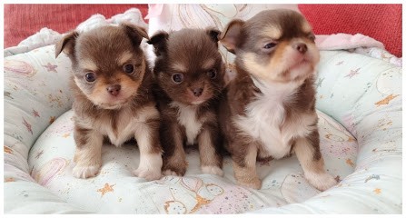 Elevage Chihuahua, Eleveur de Chiens à Cagnes-sur-Mer