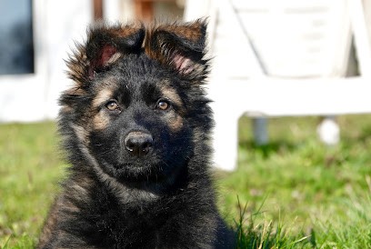 Symbiose Canine Tessa Irasque, Dresseur de Chiens à Ligny-en-Brionnais