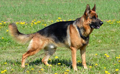 Elevage de bergers allemands de Gwendalavir, Eleveur de Chiens à Charly