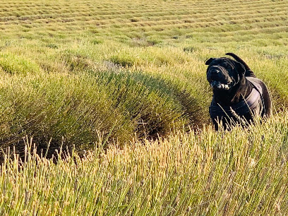 La Maison De Peïpeï - Pension Canine À Méry Sur Marne Pension Pour Chien à Méry-sur-Marne