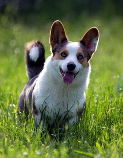 DES PATTES ET DES POILS, élevage de Corgis Cardigans, Eleveur de Chiens à Saint-Brice