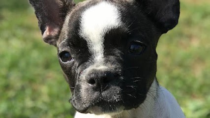 bouledogue francais les bebes de jade clerval, Eleveur de Chiens à Pays de Clerval