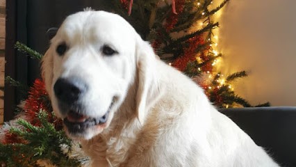 Elevage des Anges de la Claie, Eleveur de Chiens à Bignan