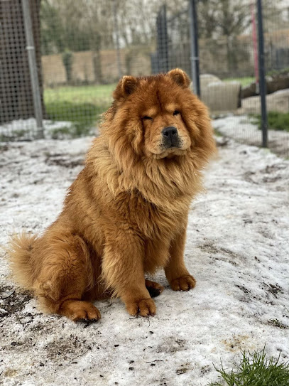 Élevage Des Lions Enchantés Éleveur De Chiens à la Chevrolière