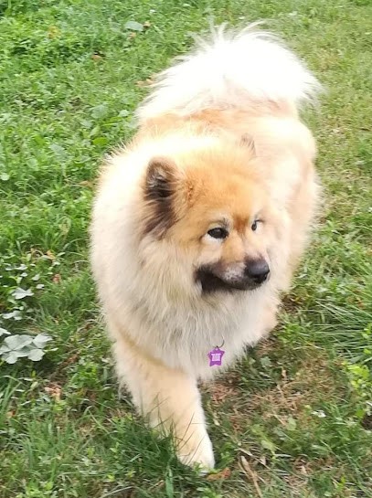 Élevage Eurasiers - Le Val De La Fenouillère, Eleveur de Chiens à Marseille 13