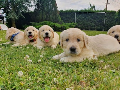 Les Joyaux de la Sambre & Les trésors de Caty - Elevage de Golden Retriever, Chihuahua, Sacré de Birmanie et Persan, Eleveur de Chiens à Fesmy-le-Sart