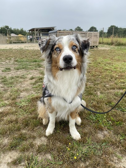 SO'Education Canine, Dresseur de Chiens à Saint-Philbert-de-Grand-Lieu