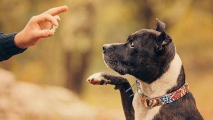 EDUC'FOUGERAISE, Dresseur de Chiens à Beaucé