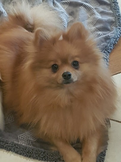 Le domaine d'Orville, Eleveur de Chiens à Prudemanche