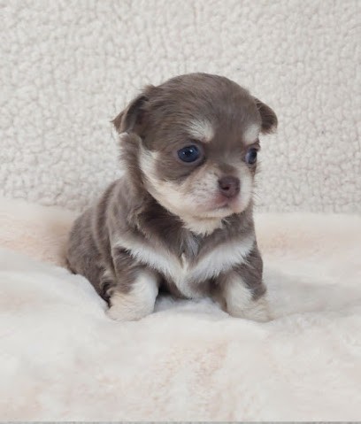 Les Chouchous De Delphine, Elevage Famillial De Chihuahua, Eleveur de Chiens à Servon-sur-Vilaine