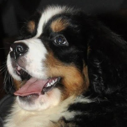 Le Clos De La Pevele Elevage De Bouvier-bernois, Eleveur de Chiens à Bersée