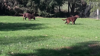 Auberge Canine et Feline des Perreaux, Pension pour Chiens à Melay
