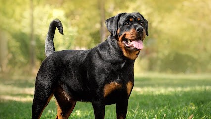 Von Der Wharen Kraft, Eleveur de Chiens à Randan