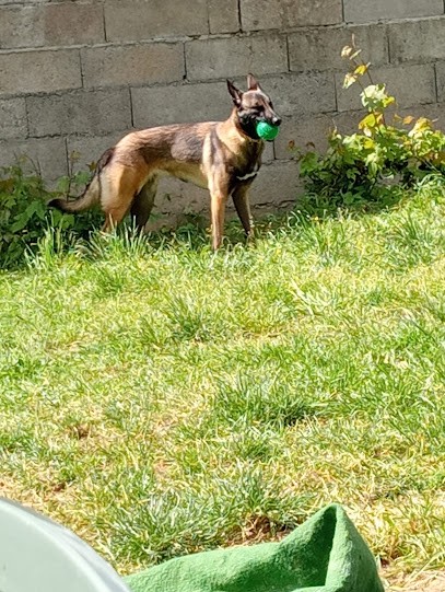 Chenil, Eleveur de Chiens à Attigny