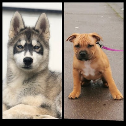 Élevage De La Tendre Puissance, Eleveur de Chiens à Saint-Gervasy