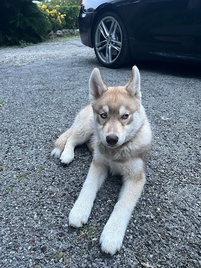 Elevage du jardin d'entre l'eau, Eleveur de Chiens à Sannes