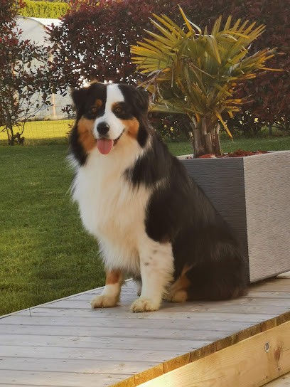 domaine ephibelline: pension chien chat, Pension pour Chiens à Mouchamps