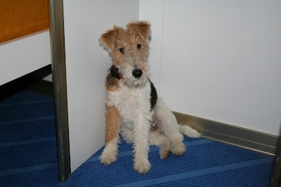 SARL ELEVAGE CANIN DELAYE - 83170, Eleveur de Chiens à Brignoles