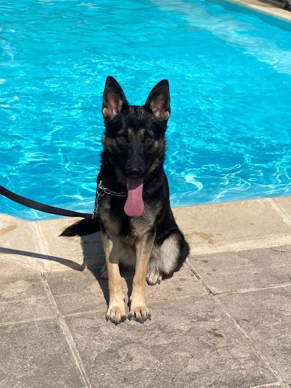 Le Val des Hurlevents, Eleveur de Chiens à Saint-Lyé