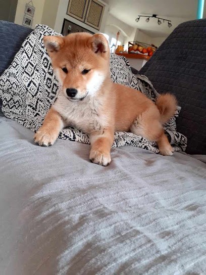 Des Jardins de Jade: Élevage de Shiba Inu dans le Vaucluse, éleveur de chiots Shiba Inu en Provence-Alpes-Côte d'Azur, Eleveur de Chiens à Visan