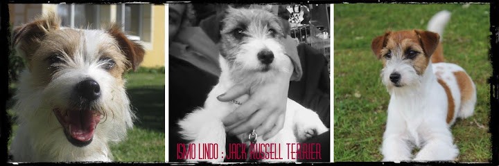 Ismo lindo : Élevage/vente chiots Jack russell terrier australien, Eleveur de Chiens à Marchemaisons