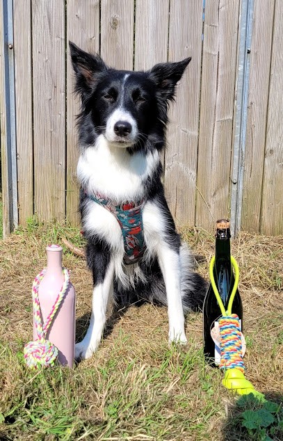 Club Canin Ouistreham Riva Bella, Dresseur de Chiens à Ouistreham