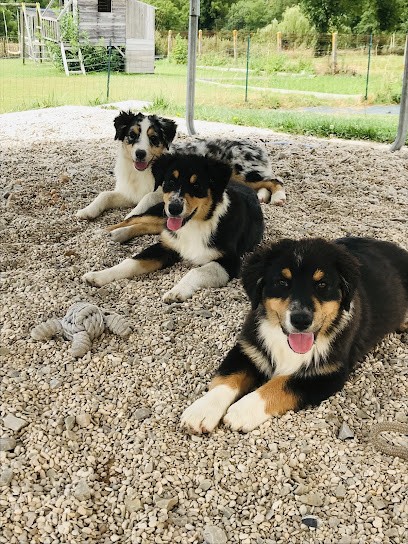 Domaine de la Colline aux vents, Eleveur de Chiens à Lisieux