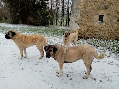 Élevage du vieux chène Trigau Joléan, Eleveur de Chiens à Coulimer