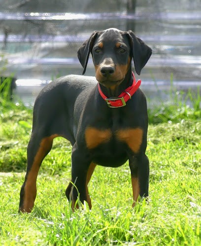 Elevage du royaume d'Érèbe, Eleveur de Chiens à Marsac