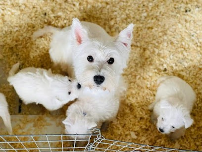 Les Joyaux de la Bergerie, Eleveur de Chiens à Masny