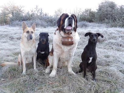 La Patte de Sirius - Éducateur Canin / Pension Canine LOT 46, Pension pour Chiens à Sénaillac-Lauzès