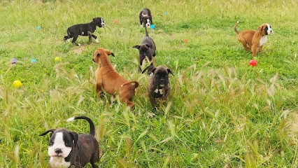 Centre canin Griffin's sky, Eleveur de Chiens à Servian