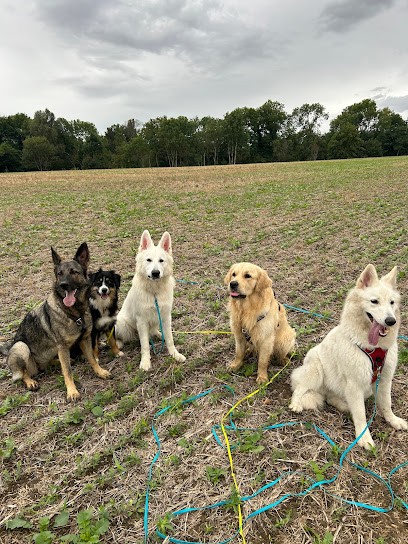 Woof happiness, Pension pour Chiens à Crozet