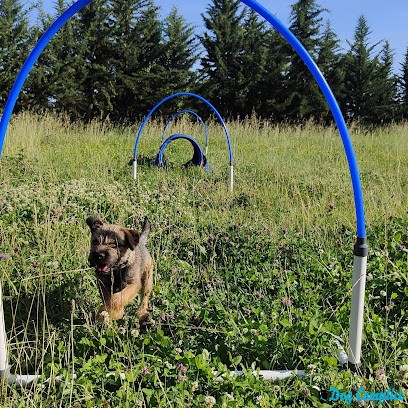 Dog Complice, Dresseur de Chiens à Pernes-les-Fontaines