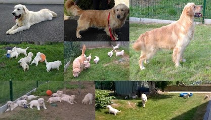 Elevage Hocus Pocus, Eleveur de Chiens à Moernach