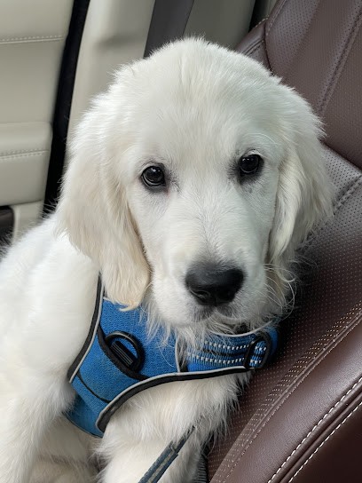 Amour De Golden, Eleveur de Chiens aux Étangs