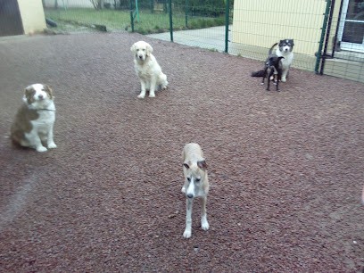 Tiques Et Puces, Pension pour Chiens à Rezé