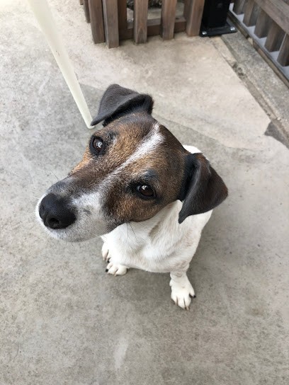 Du Creux du Nant: Élevage chiots Jack Russel (Ain, Rhône Alpes), Eleveur de Chiens à Lhuis
