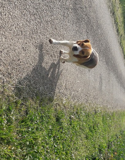 Pension Canine De La Moinerie, Pension pour Chiens à Houlbec-Cocherel
