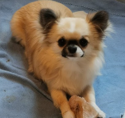 Elevage Des Brault' Cadors, Eleveur de Chiens à Élincourt-Sainte-Marguerite