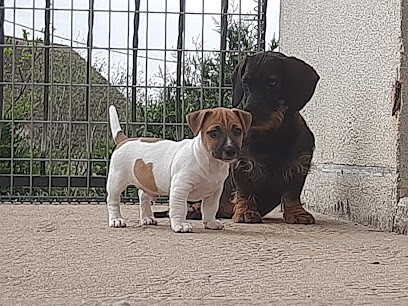 Élevage Chiots Beagles, Jack Russell, Black and Tan Coonhound, Teckels, LOF. Pension Canine du Domaine des Pattes Dorées, Eleveur de Chiens à Saint-Silvain-Bas-le-Roc