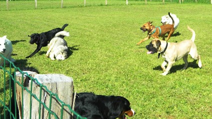 Club Canin De Rillans, Dresseur de Chiens à Rillans