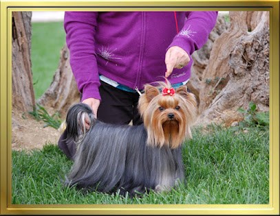 Élevage Yorkshire Terrier, Chiots Yorkshire Disponibles - Du Manoir Du Yorkchidée, Eleveur de Chiens à Saint-Laurent-en-Royans