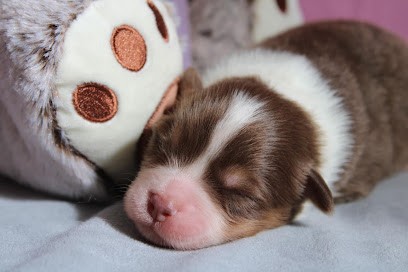 Magic of the Red moon, Eleveur de Chiens à Chauffour-sur-Vell