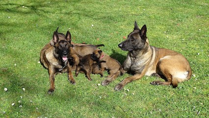 Élevage des crocs de casa nostra, Eleveur de Chiens à Bosset